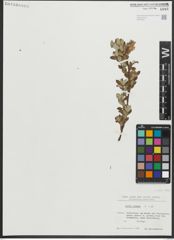 Foto von Salix repens subsp. repens L.
